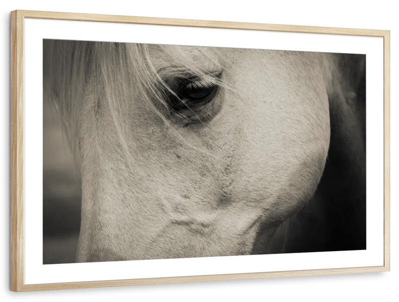 White Horse Eye Wall Art