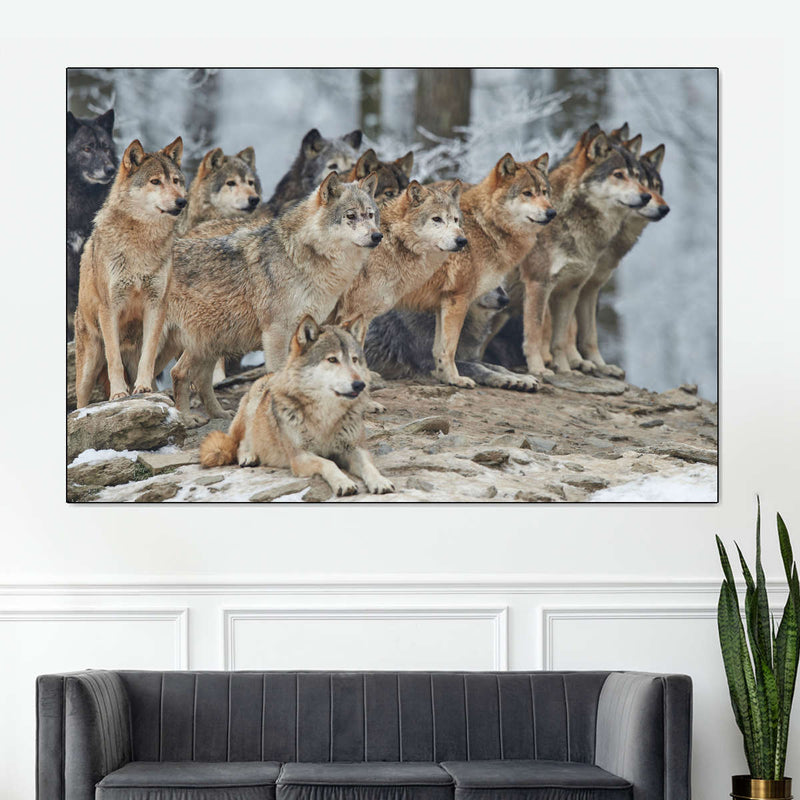 Wild Wolf Pack Wall Art