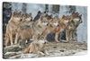 Wild Wolf Pack Wall Art
