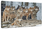 Wild Wolf Pack Wall Art