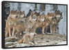 Wild Wolf Pack Wall Art