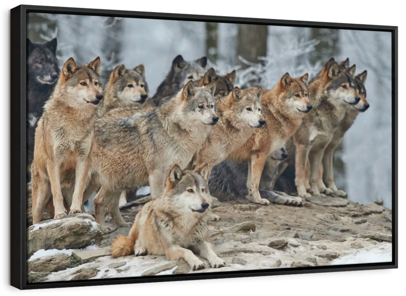 Wild Wolf Pack Wall Art