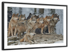Wild Wolf Pack Wall Art