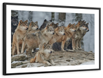 Wild Wolf Pack Wall Art