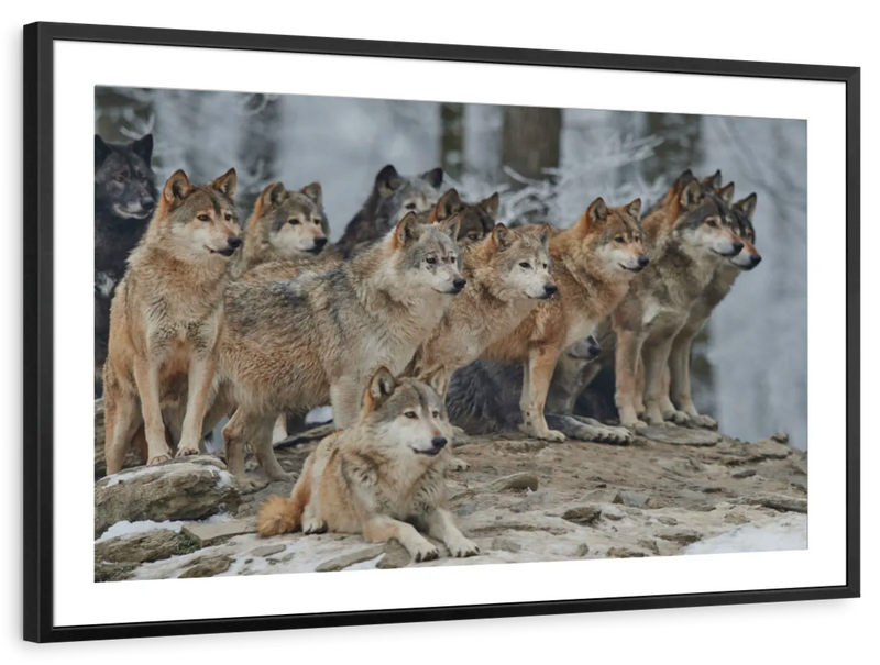 Wild Wolf Pack Wall Art