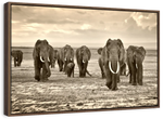 Herd Of Elephants Wall Art