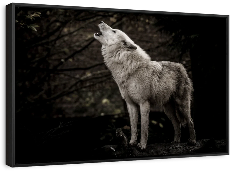The Lone Wolf Wall Art