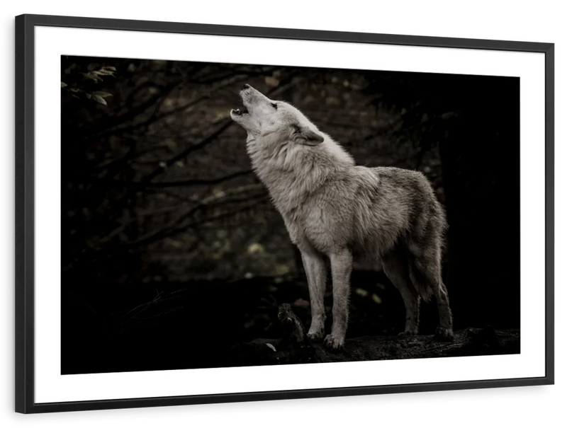 The Lone Wolf Wall Art