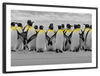 Penguins Pop Wall Art