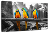 Macaw Friends Pop Wall Art