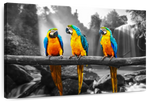 Macaw Friends Pop Wall Art
