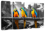 Macaw Friends Pop Wall Art