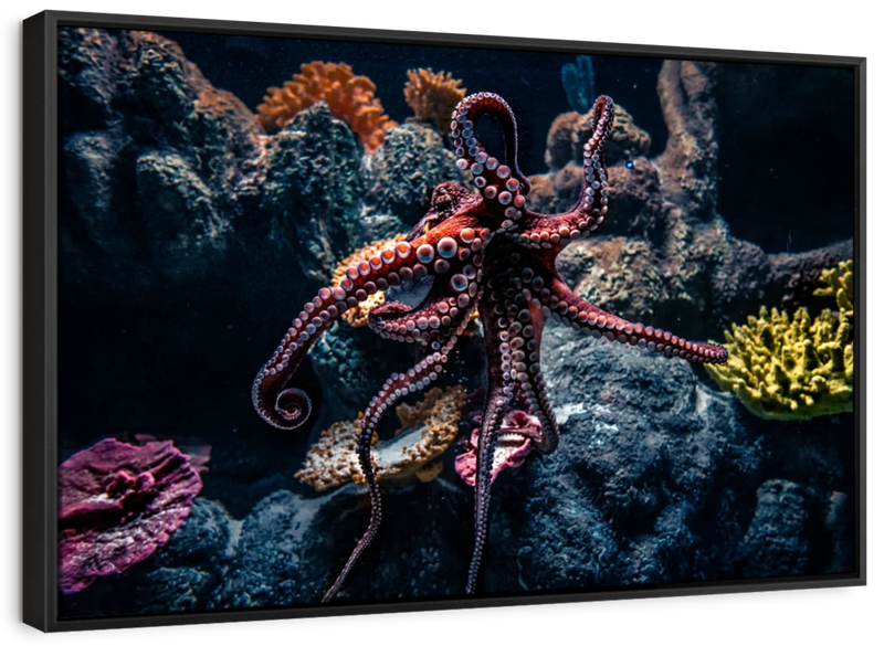 Octopus Habitat Wall Art