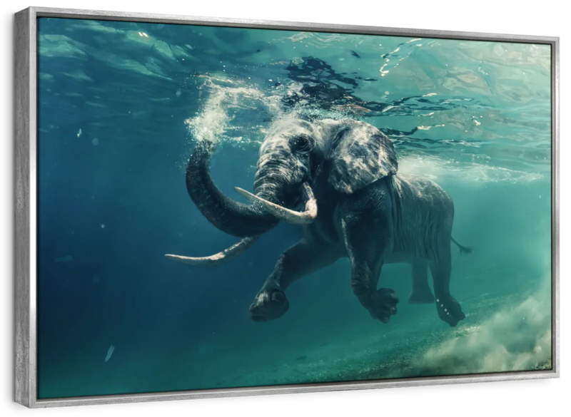Swimming Elephant Wall Art