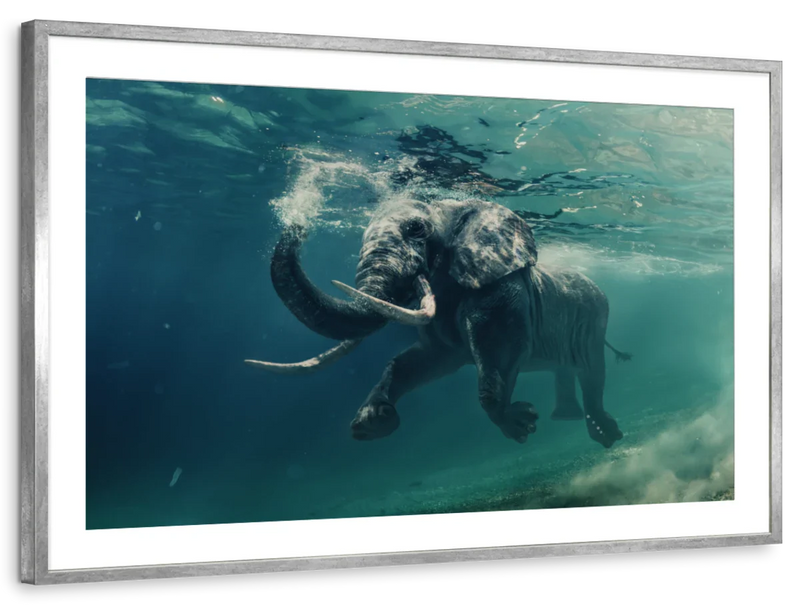 Swimming Elephant Wall Art
