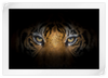 Tiger Gaze Wall Art
