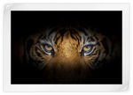 Tiger Gaze Wall Art