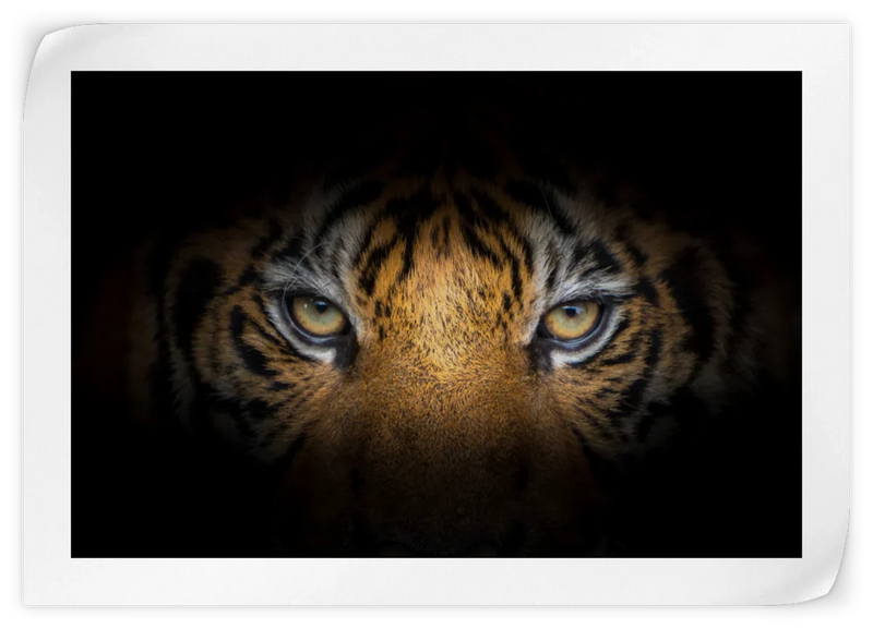 Tiger Gaze Wall Art