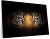 Tiger Gaze Wall Art