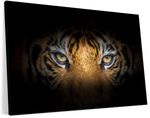 Tiger Gaze Wall Art