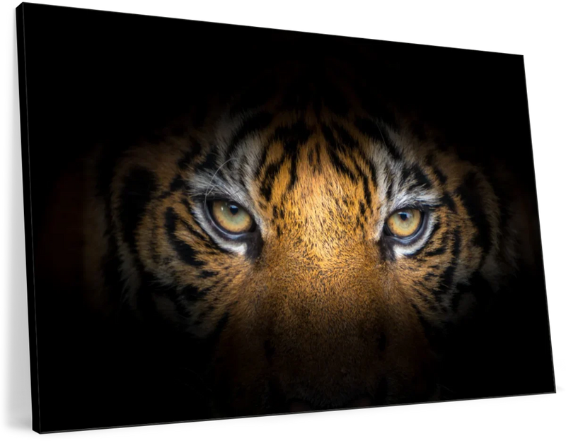 Tiger Gaze Wall Art