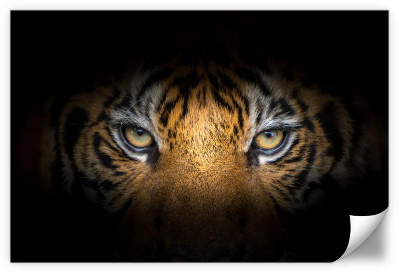Tiger Gaze Wall Art