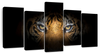 Tiger Gaze Wall Art