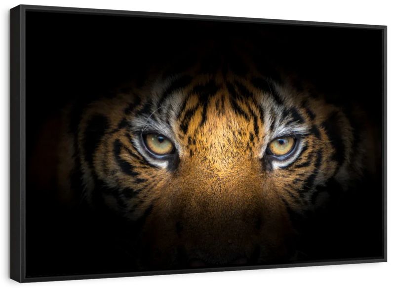 Tiger Gaze Wall Art