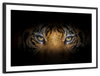 Tiger Gaze Wall Art