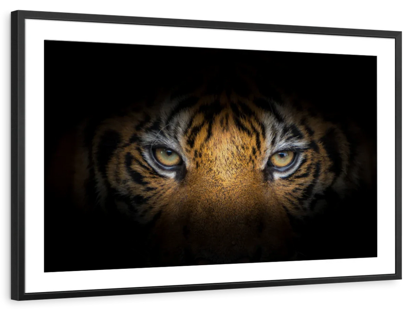 Tiger Gaze Wall Art