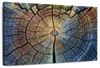 Tree Trunk Pattern Wall Art