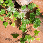 Artificial Faux Ivy Vine Hanging Plant