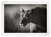 Stalking Lioness Wall Art