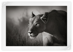 Stalking Lioness Wall Art