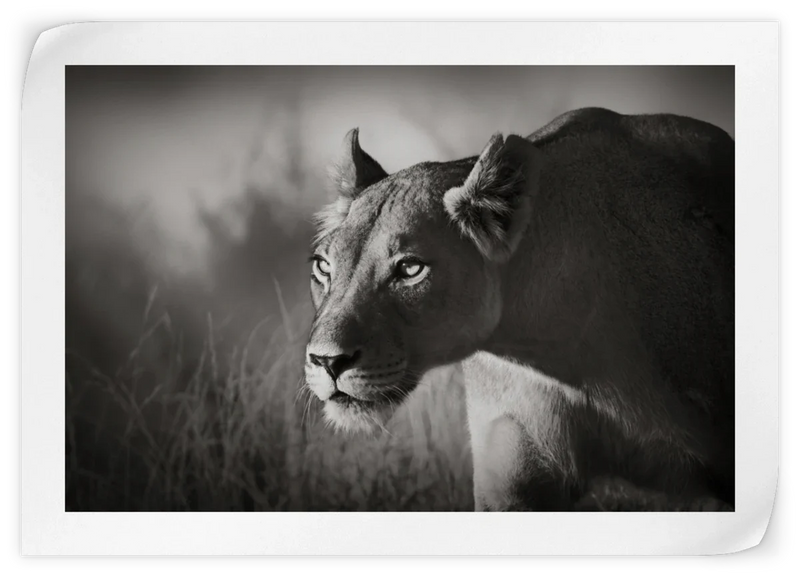 Stalking Lioness Wall Art