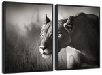 Stalking Lioness Wall Art