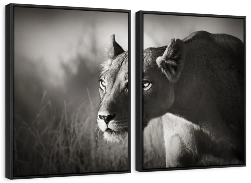Stalking Lioness Wall Art
