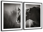 Stalking Lioness Wall Art