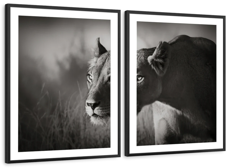 Stalking Lioness Wall Art