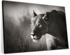 Stalking Lioness Wall Art