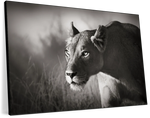 Stalking Lioness Wall Art