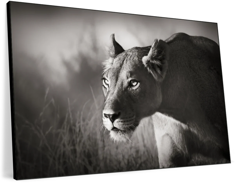 Stalking Lioness Wall Art