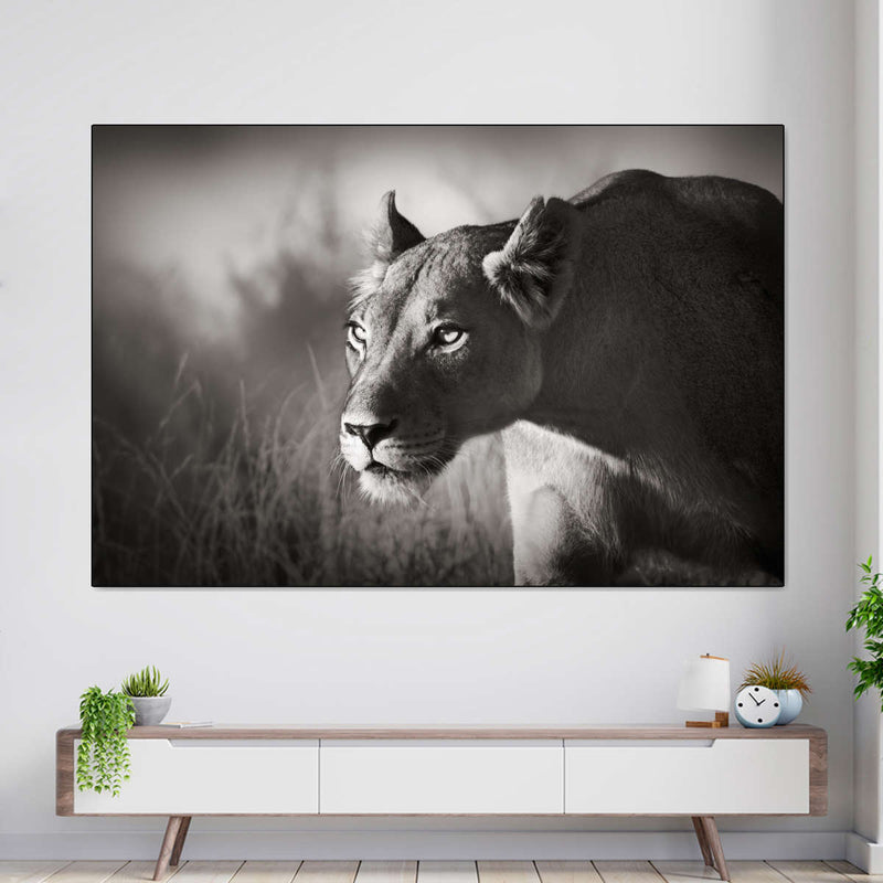 Stalking Lioness Wall Art