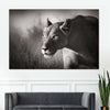 Stalking Lioness Wall Art