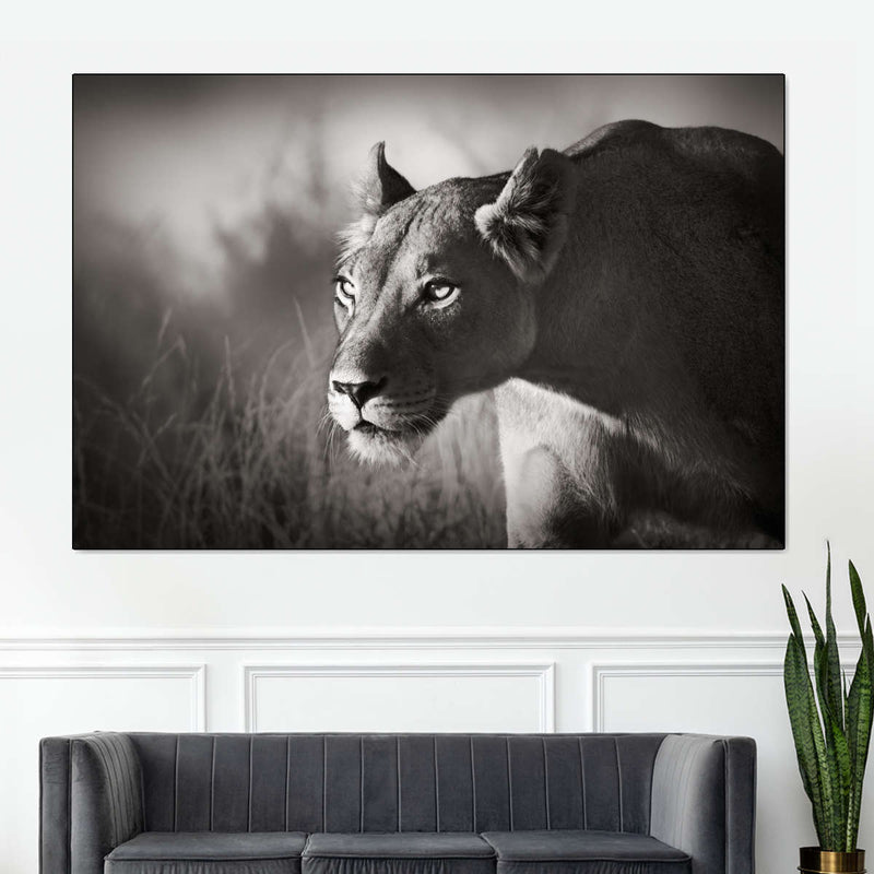 Stalking Lioness Wall Art