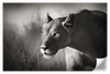 Stalking Lioness Wall Art