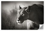 Stalking Lioness Wall Art