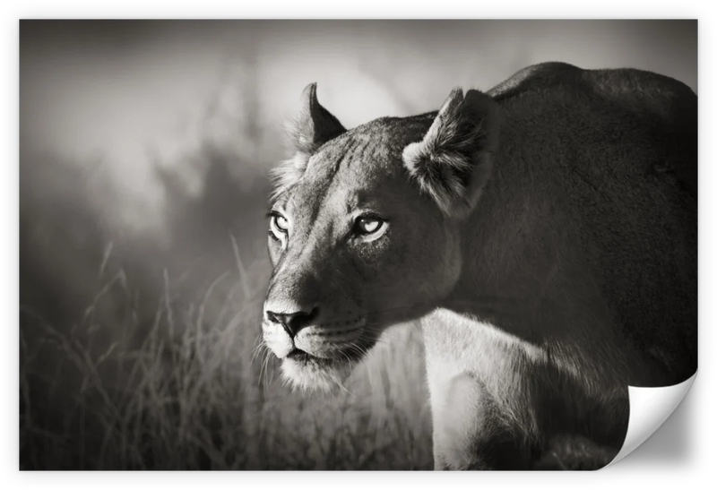 Stalking Lioness Wall Art