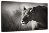 Stalking Lioness Wall Art