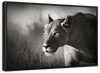 Stalking Lioness Wall Art